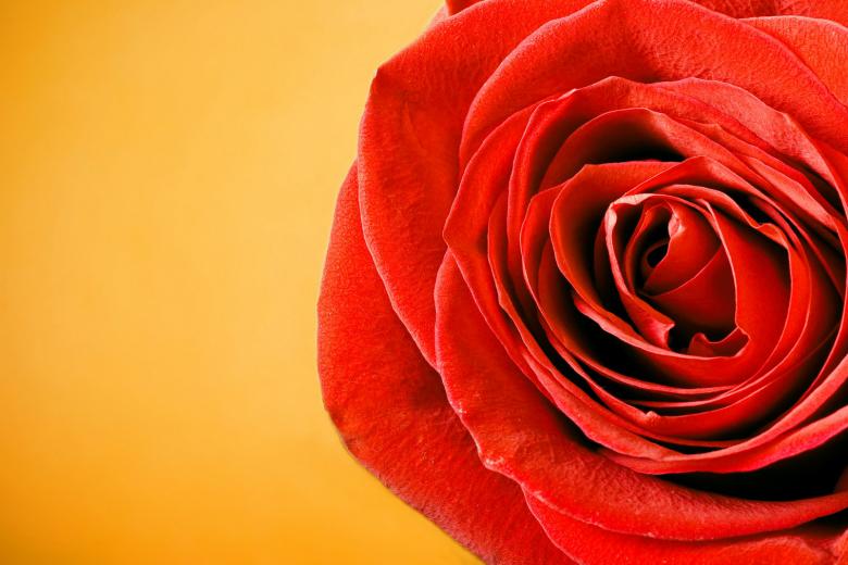 Free stock image of Rose created by 2happy