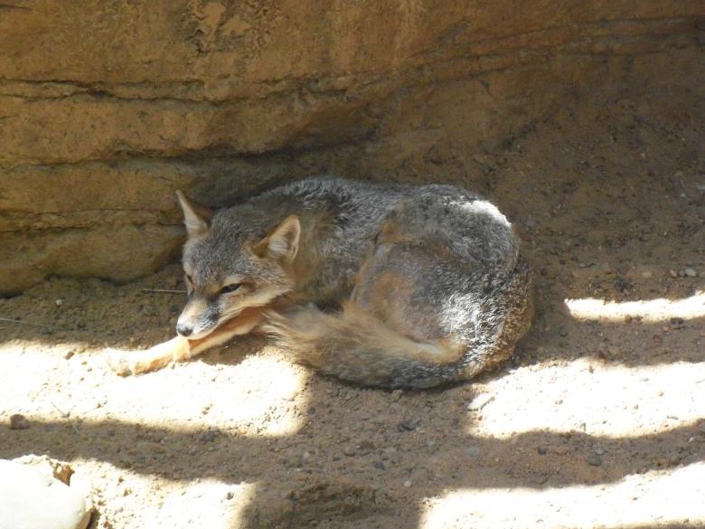 Free stock image of Desert Fox created by Katharine Sparrow