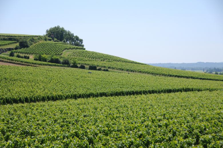 Free stock image of French vineyard created by mlle