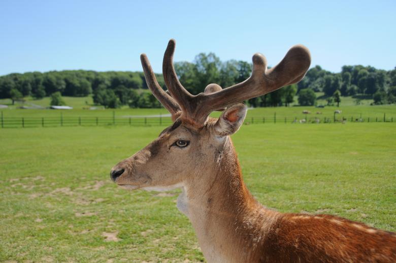 Free stock image of Deer created by mlle