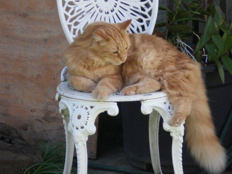 Free stock image of Fluffy cat created by mlle