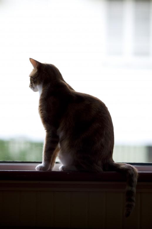 Free stock image of Cat silohuette created by mlle