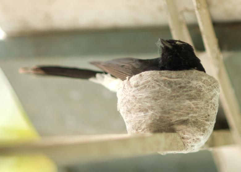 Free stock image of Bird Nesting created by mlle