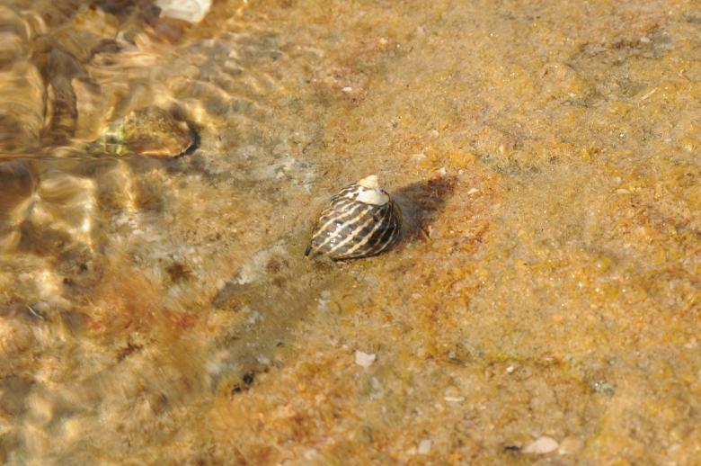 Free stock image of Hermit Crab Shell created by mlle