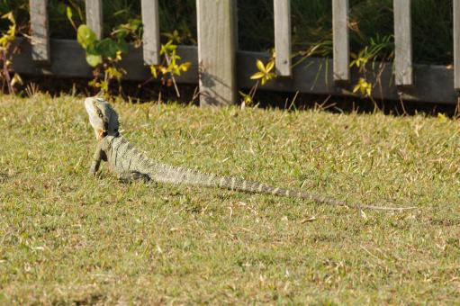 Free Stock Photo of Frill necked lizard