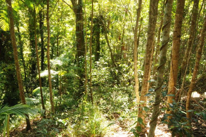 Free stock image of Trees created by mlle