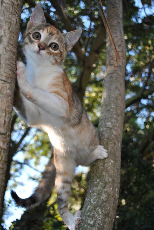 Free stock image of Cat in tree created by ChelseaPatt