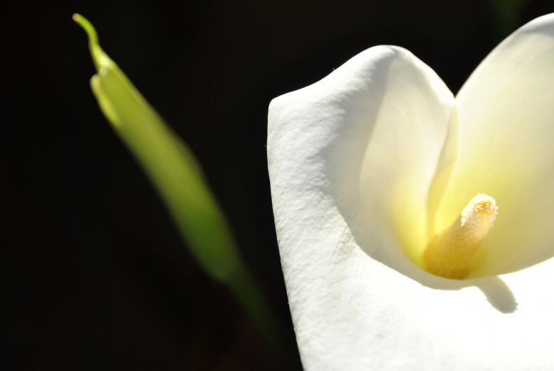 Free stock image of White flower created by ChelseaPatt