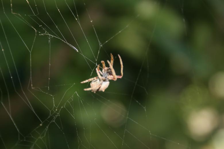 Free stock image of Garden Spider created by Lesley Huntley