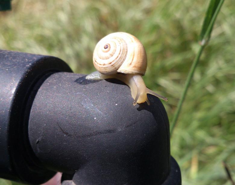 Free stock image of Beautiful snail created by basem