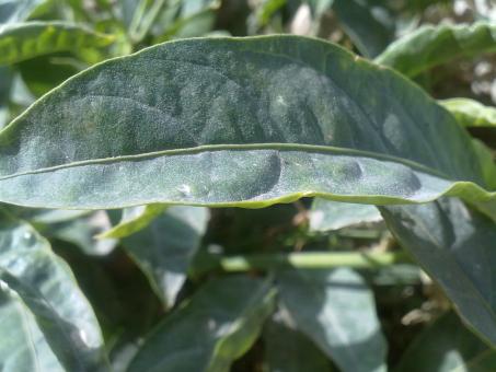 Free Stock Photo of Green Leaf
