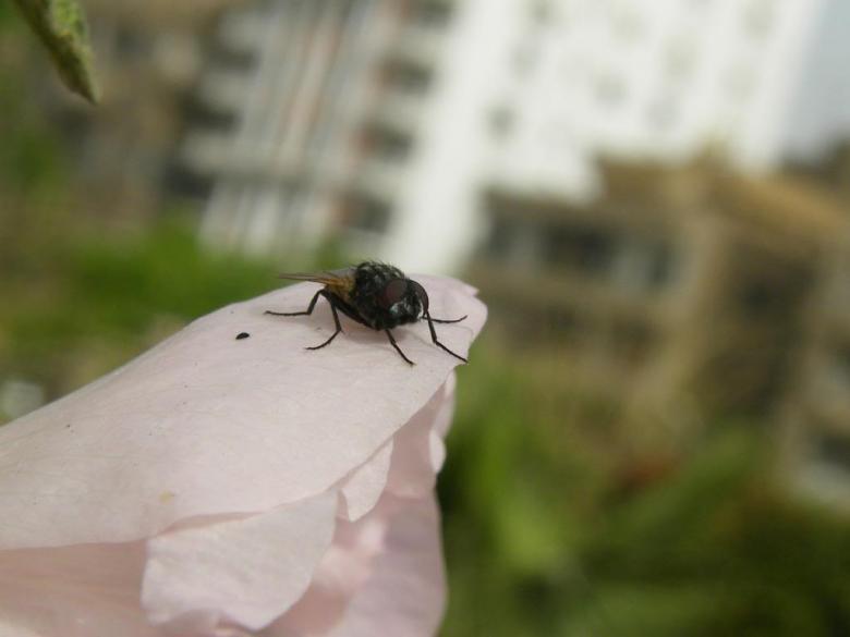 Free stock image of House fly created by basem