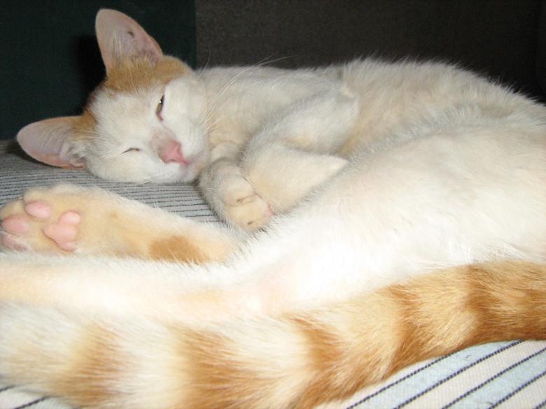 Free stock image of Cat sleeping created by basem