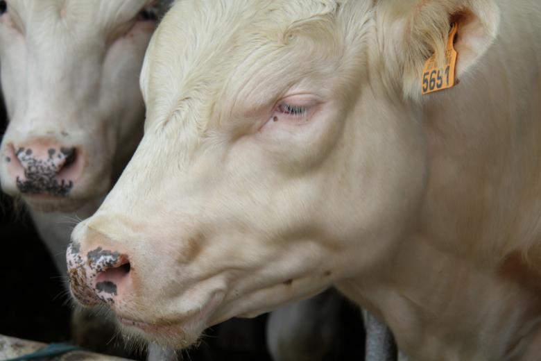 Free stock image of Cows in the Farm created by Olivier Vanderkelen