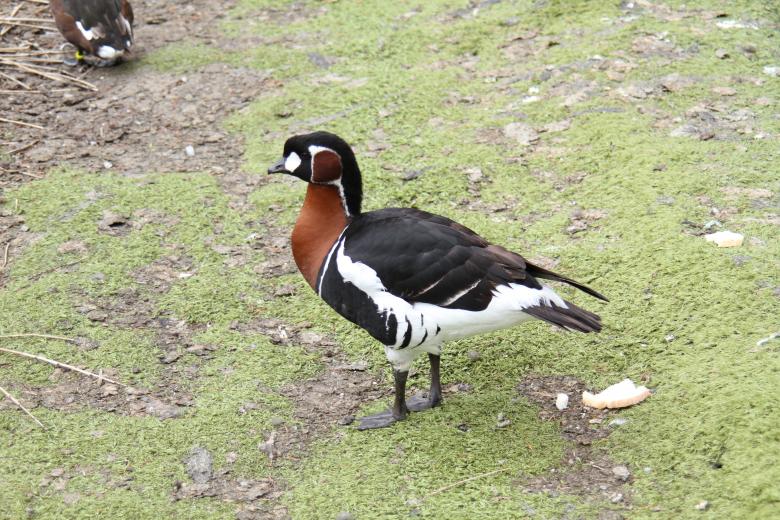 Free stock image of Wild Bird created by Olivier Vanderkelen