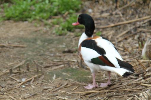 Free Stock Photo of Wild Bird