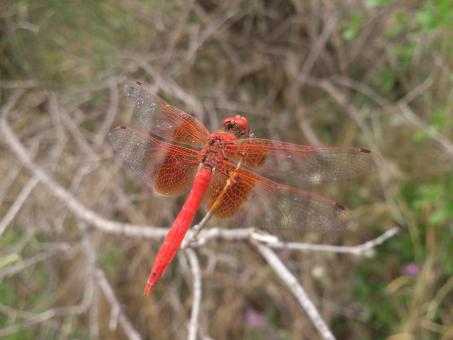 Free Stock Photo of Red insect