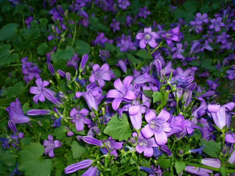 Free stock image of Violet blossom created by basem