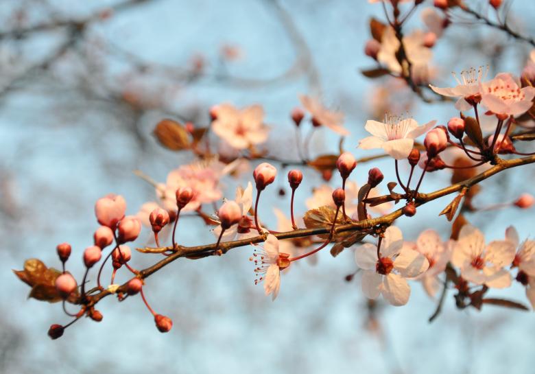 Free stock image of Cherry blossom created by Luka