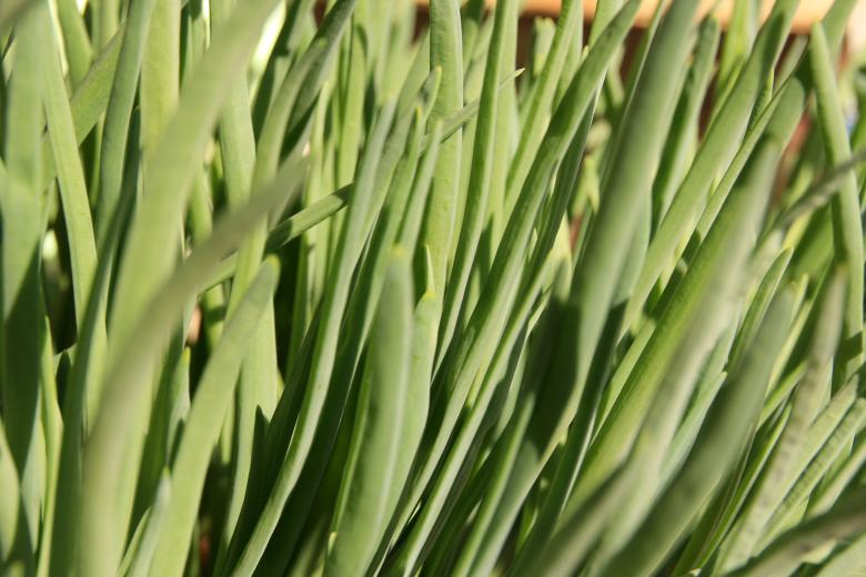 Free stock image of grass created by 2happy