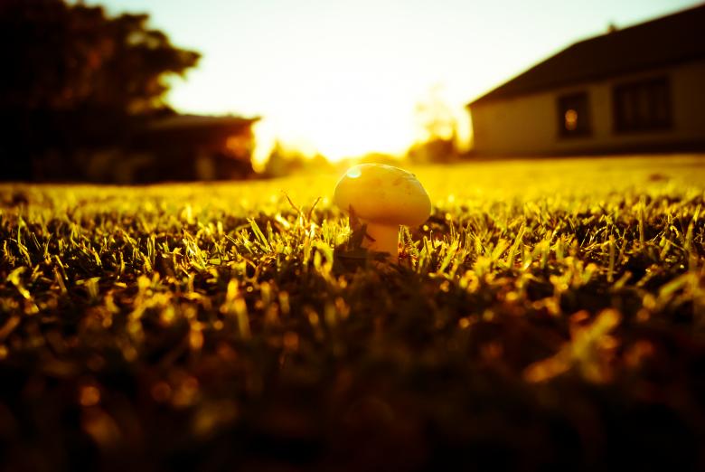 Free stock image of The Shroom created by Charl Christiani