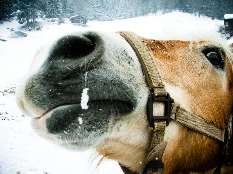 Free stock image of Horse in the snow created by Luka