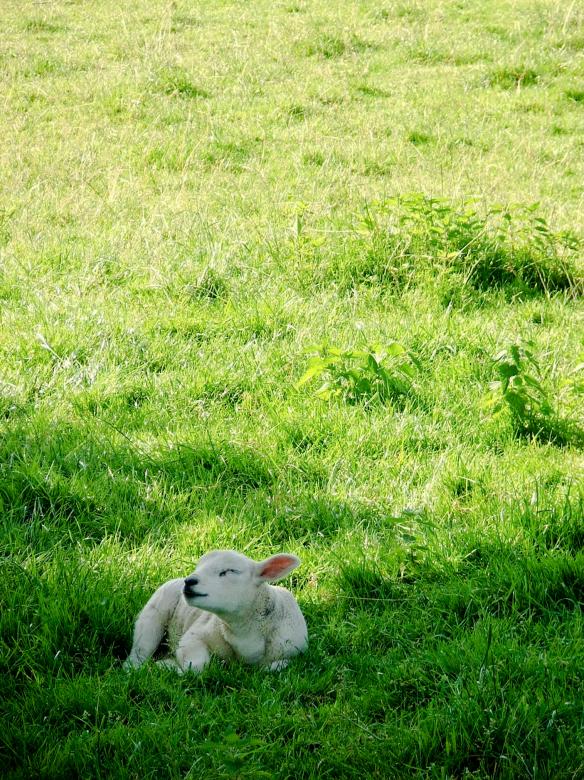Free stock image of Lamb in meadow created by Luka
