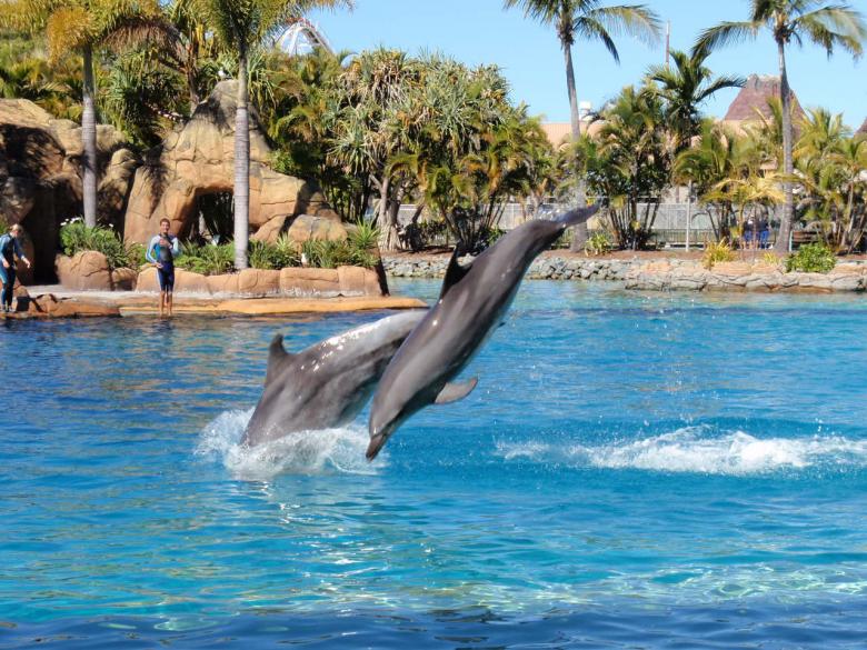 Free stock image of Dolphins created by basem