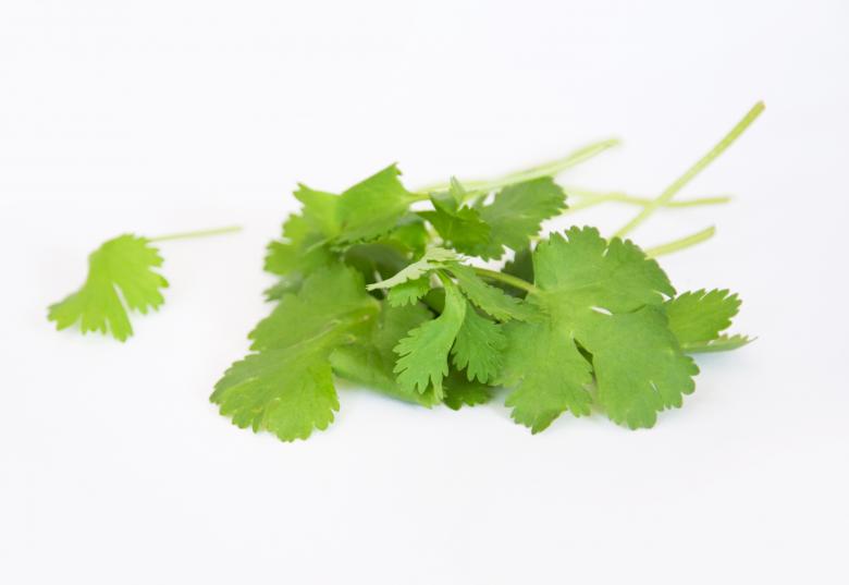 Free stock image of Coriander fresh herbs created by Luka