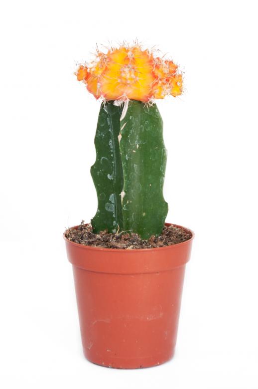 Free stock image of Cactus plant in pot created by Luka
