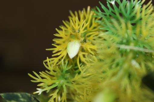 Free Stock Photo of Sea plant