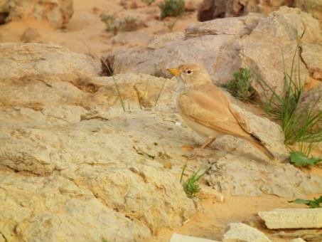 Free Stock Photo of Bird and Rocks