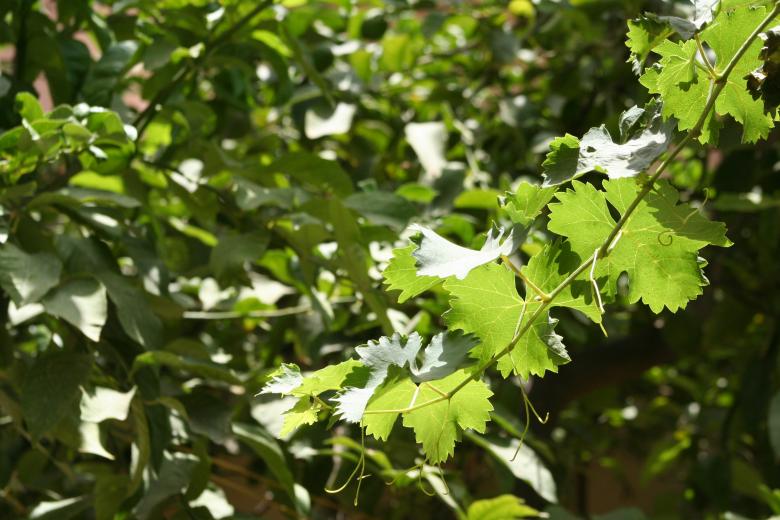 Free stock image of Grape leaves created by basem
