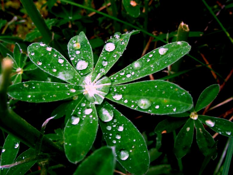 Free stock image of Raindrops created by heather morris