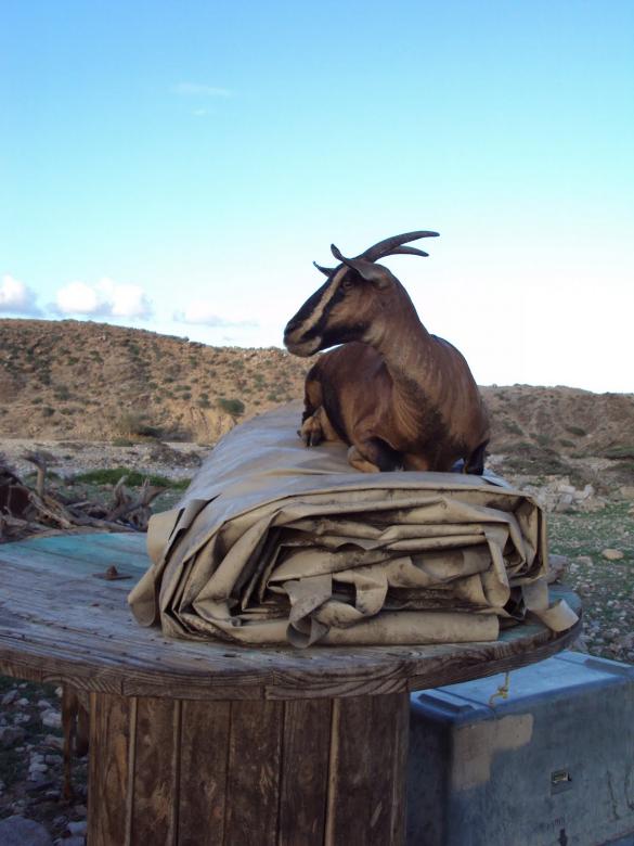 Free stock image of Mountain gazelle created by basem