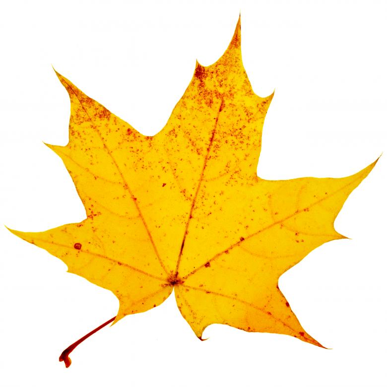 Free stock image of yellow leaf created by 2happy