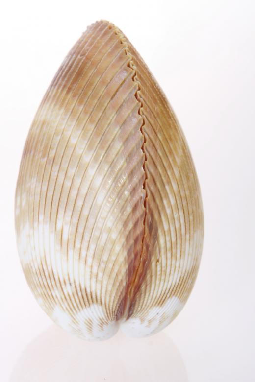 Free stock image of Seashell created by 2happy