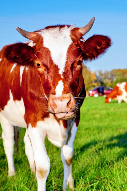 Free stock image of Cow created by 2happy
