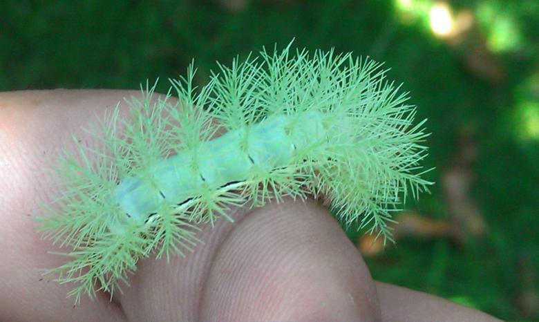 Free stock image of Oruga created by Raúl Hurtado Pérez