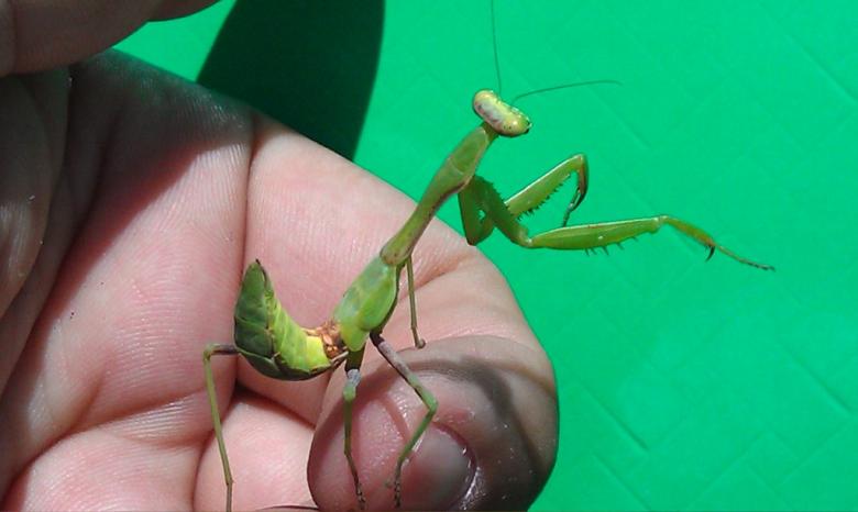 Free stock image of Mantis created by Raúl Hurtado Pérez