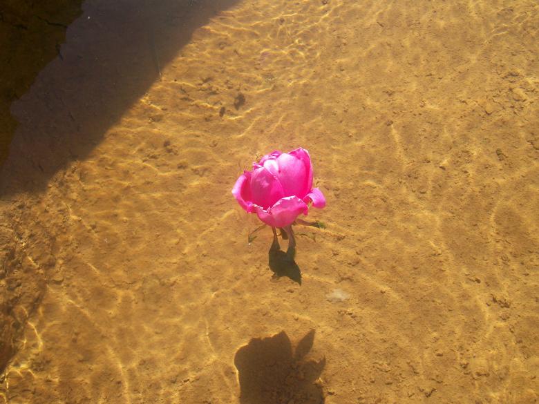 Free stock image of Rose in the water created by basem