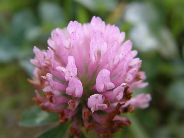 Free stock image of Pink flower created by basem