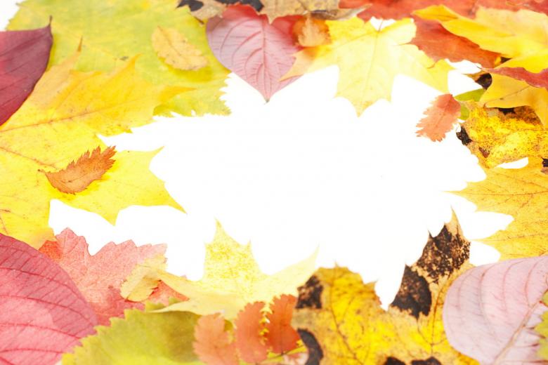 Free stock image of leaves frame created by 2happy