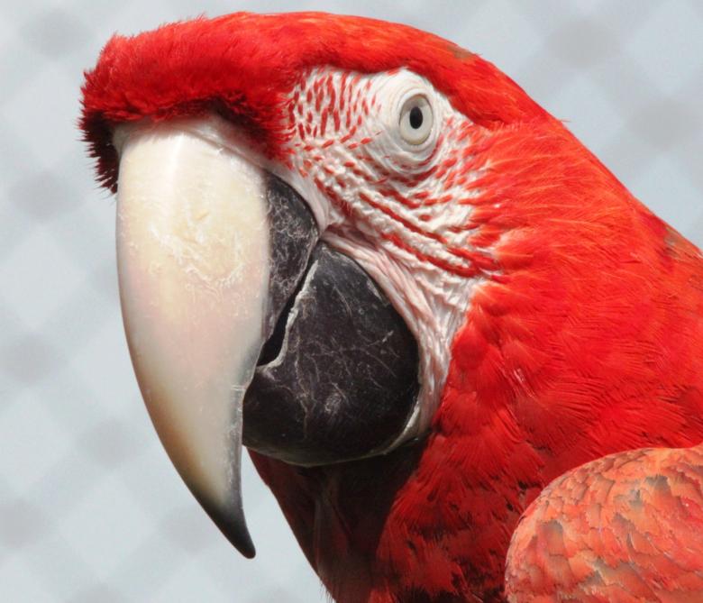 Free stock image of Red Macaw created by Steve Linster