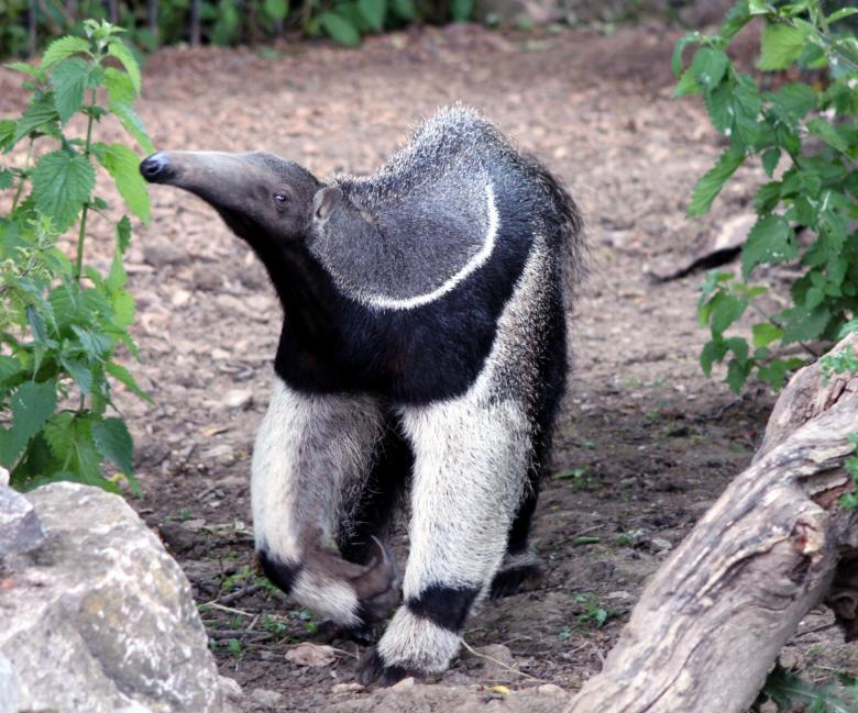 Free stock image of Ant Eater created by Steve Linster