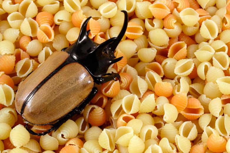 Free stock image of Pasta Beetle created by Nicolas Raymond