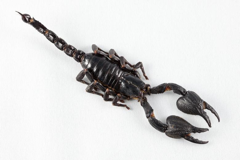 Free stock image of Black Scorpion Close-up created by Nicolas Raymond