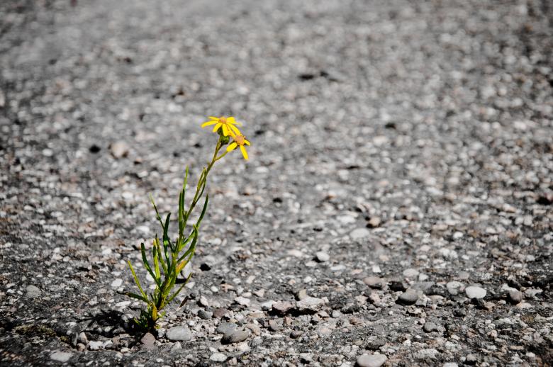 Free stock image of Lonely flower created by Luka