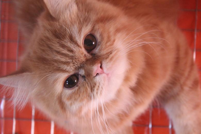 Free stock image of My cat created by basem