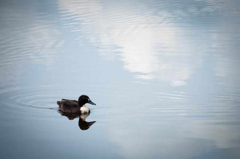 Free stock image of Duck created by Luka